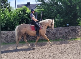 Andalusier Mix, Stute, 6 Jahre, 155 cm, Falbe