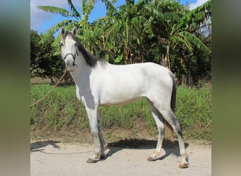Andalusier, Stute, 6 Jahre, 155 cm, Schimmel