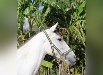 Andalusier, Stute, 6 Jahre, 155 cm, Schimmel