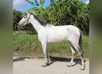 Andalusier, Stute, 6 Jahre, 155 cm, Schimmel