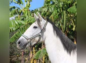Andalusier, Stute, 6 Jahre, 155 cm, Schimmel