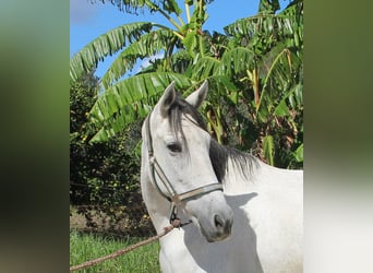 Andalusier, Stute, 6 Jahre, 155 cm, Schimmel