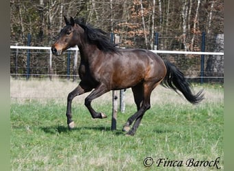 Andalusier, Stute, 6 Jahre, 156 cm, Brauner