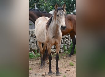 Andalusier, Stute, 6 Jahre, 156 cm, Falbe