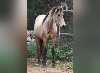 Andalusier, Stute, 6 Jahre, 156 cm, Falbe