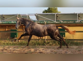 Andalusier, Stute, 6 Jahre, 157 cm, Apfelschimmel