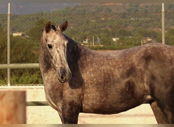 Andalusier, Stute, 6 Jahre, 157 cm, Apfelschimmel