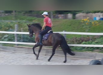 Andalusier, Stute, 6 Jahre, 157 cm, Brauner