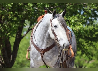 Andalusier Mix, Stute, 6 Jahre, 157 cm, Schimmel