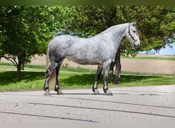 Andalusier Mix, Stute, 6 Jahre, 157 cm, Schimmel