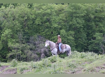 Andalusier Mix, Stute, 6 Jahre, 157 cm, Schimmel