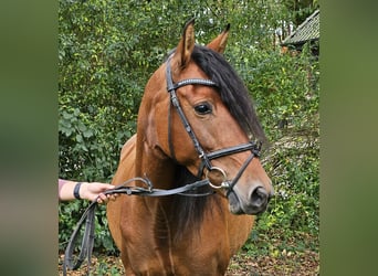 Andalusier, Stute, 6 Jahre, 158 cm, Brauner