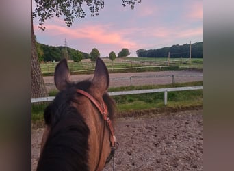 Andalusier, Stute, 6 Jahre, 158 cm, Falbe