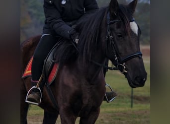 Andalusier, Stute, 6 Jahre, 158 cm, Rappe