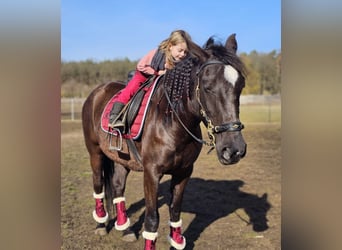 Andalusier, Stute, 6 Jahre, 158 cm, Rappe