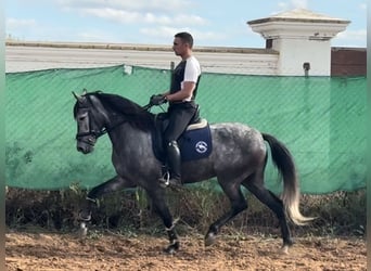 Andalusier Mix, Stute, 6 Jahre, 158 cm, Schimmel