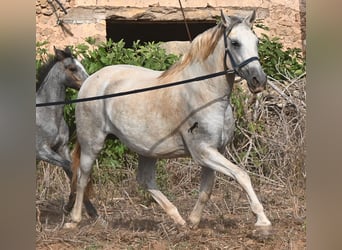 Andalusier, Stute, 6 Jahre, 158 cm, Schimmel