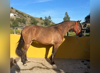 Andalusier, Stute, 6 Jahre, 159 cm, Hellbrauner