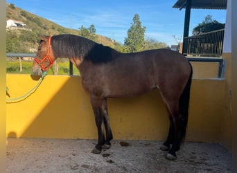 Andalusier, Stute, 6 Jahre, 159 cm, Hellbrauner