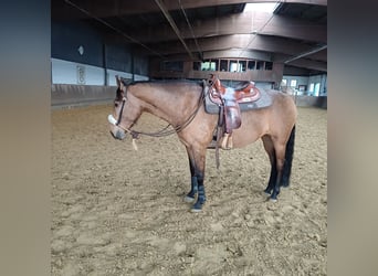 Andalusier, Stute, 6 Jahre, 159 cm