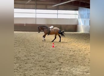 Andalusier, Stute, 6 Jahre, 159 cm