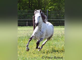 Andalusier, Stute, 6 Jahre, 159 cm, Schimmel