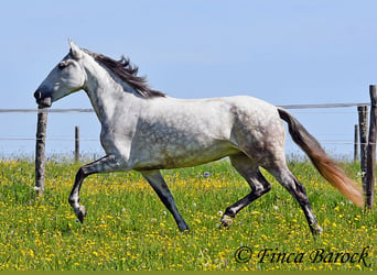 Andalusier, Stute, 6 Jahre, 159 cm, Schimmel