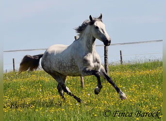 Andalusier, Stute, 6 Jahre, 159 cm, Schimmel