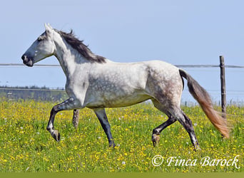 Andalusier, Stute, 6 Jahre, 159 cm, Schimmel