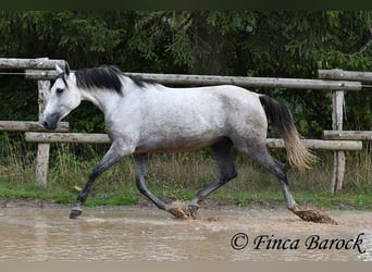 Andalusier, Stute, 6 Jahre, 160 cm, Schimmel