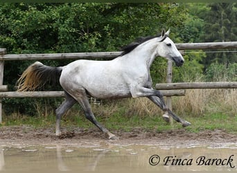 Andalusier, Stute, 6 Jahre, 160 cm, Schimmel