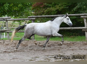 Andalusier, Stute, 6 Jahre, 160 cm, Schimmel