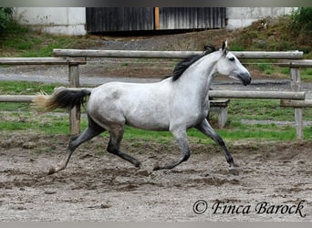 Andalusier, Stute, 6 Jahre, 160 cm, Schimmel