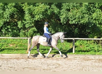 Andalusier, Stute, 6 Jahre, 160 cm, Schimmel