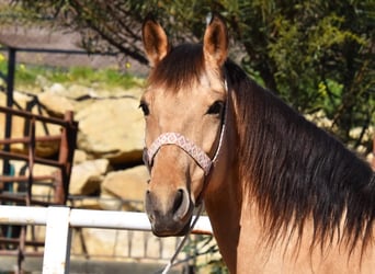 Andalusier, Stute, 6 Jahre, 161 cm, Falbe