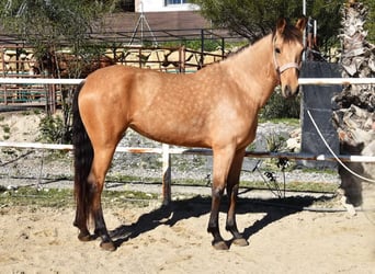 Andalusier, Stute, 6 Jahre, 161 cm, Falbe