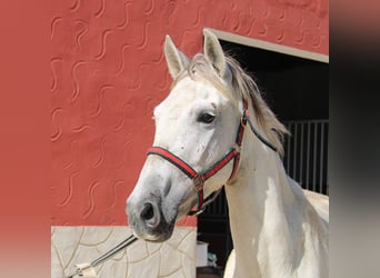 Andalusier, Stute, 6 Jahre, 161 cm, Schimmel