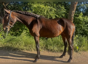 Andalusier Mix, Stute, 6 Jahre, 162 cm, Dunkelbrauner