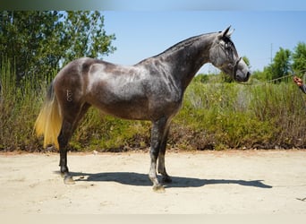 Andalusier, Stute, 6 Jahre, 163 cm, Schimmel