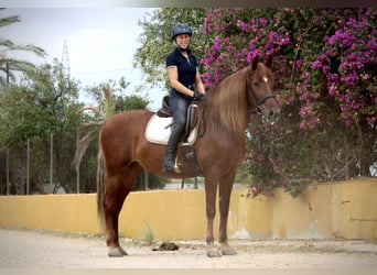 Andalusier, Stute, 6 Jahre, 168 cm, Fuchs