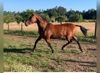 Andalusier, Stute, 6 Jahre, 169 cm, Brauner