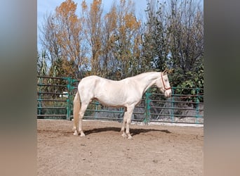 Andalusier, Stute, 6 Jahre, Perlino