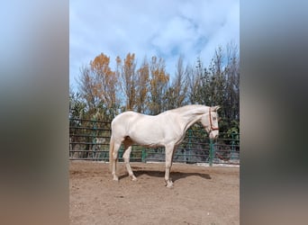 Andalusier, Stute, 6 Jahre, Perlino