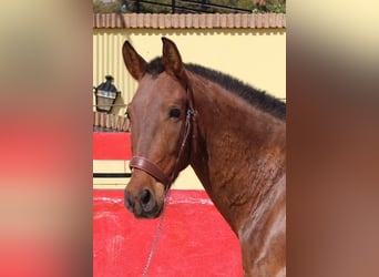 Andalusier, Stute, 6 Jahre, Rotbrauner
