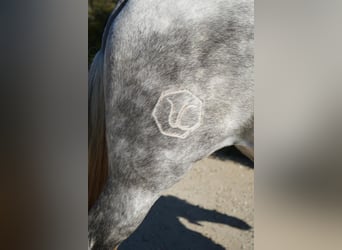 Andalusier, Stute, 6 Jahre, Schimmel