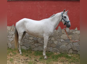 Andalusier, Stute, 7 Jahre, 152 cm, Fliegenschimmel