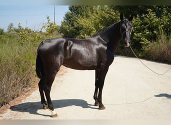 Andalusier, Stute, 7 Jahre, 152 cm, Rappe