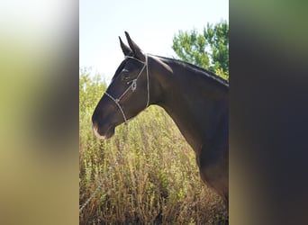 Andalusier, Stute, 7 Jahre, 152 cm, Rappe