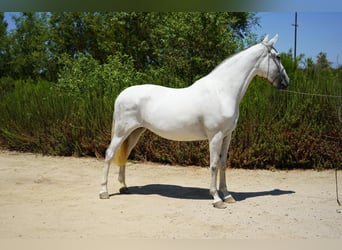 Andalusier, Stute, 7 Jahre, 152 cm, White