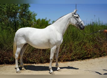 Andalusier, Stute, 7 Jahre, 152 cm, White